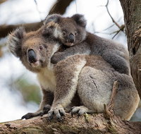 Great Ocean Road Sunset Tour from Melbourne - Sydney Tourism