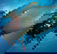 Great Barrier Reef Snorkeling and Diving Cruise from Cairns - Sydney Tourism