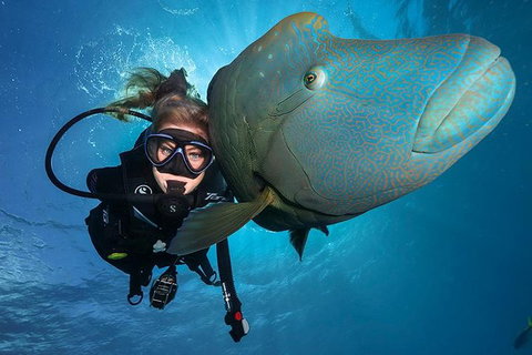 Great Barrier Reef Snorkeling And Diving Cruise From Cairns - Sydney Tourism 0