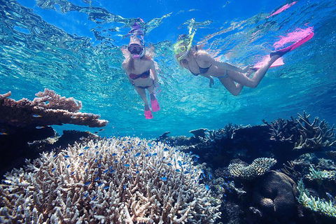 Great Barrier Reef Scenic Helicopter Tour And Cruise From Cairns - Sydney Tourism 3