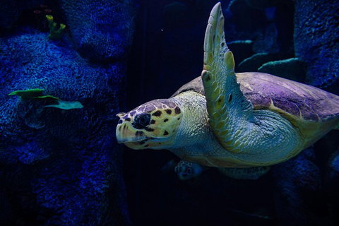 Sydney Attractions Pass: SEA LIFE Aquarium, Sydney Tower Eye, WILD LIFE Zoo And Madame Tussauds - Sydney Tourism 1