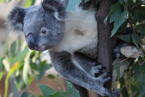 Sydney Attractions Pass: SEA LIFE Aquarium, Sydney Tower Eye, WILD LIFE Zoo And Madame Tussauds - Sydney Tourism 2