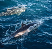 Sydney Whale-Watching Cruise - Sydney Tourism