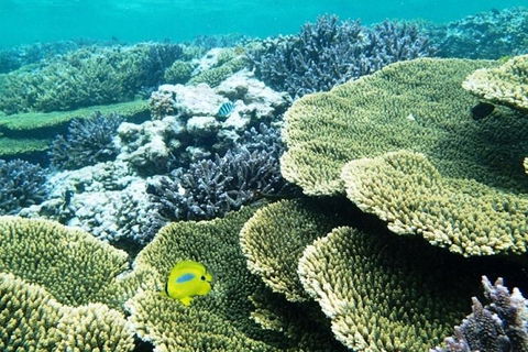 Abrolhos Islands Scenic Flight & Snorkel Adventure From Perth - Sydney Tourism 4