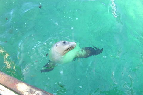 Abrolhos Islands Scenic Flight & Snorkel Adventure From Perth - Sydney Tourism 5