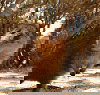 Wave Rock  Rottnest Island - Air  Ground Tour - Sydney Tourism