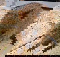 Wave Rock Pinnacles and Rottnest One Day Aeroplane Tour - Sydney Tourism