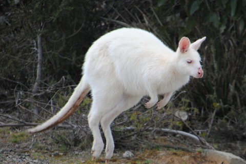 Small-Group Day Trip From Hobart To Bruny Island - Sydney Tourism 2