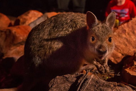 Alice Springs Desert Park Nocturnal Tour - Sydney Tourism 3