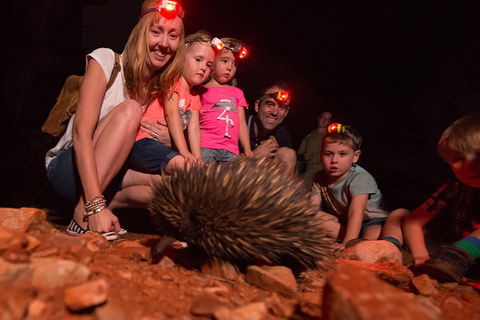 Alice Springs Desert Park Nocturnal Tour - Sydney Tourism 5