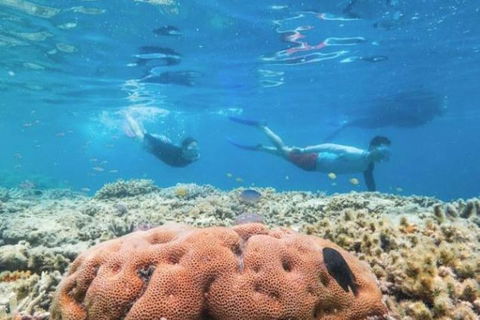Great Barrier Reef Day Cruise To Reefworld - Sydney Tourism 1