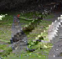 Full-Day Guided Bruny Island Tour from Hobart - Sydney Tourism