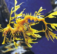 SEA LIFE Melbourne Aquarium Admission Ticket - Sydney Tourism