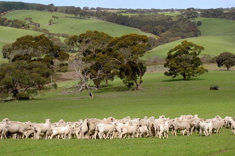 Kangaroo Island Luxury Small Group 'Island Life' Full Day Tour - Sydney Tourism 1