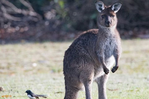 Kangaroo Island Luxury Small Group 'Island Life' Full Day Tour - Sydney Tourism 2