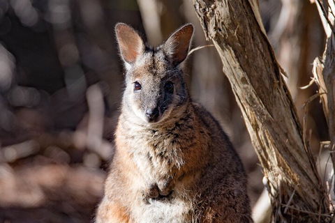 Kangaroo Island Luxury Small Group 'Island Life' Full Day Tour - Sydney Tourism 3