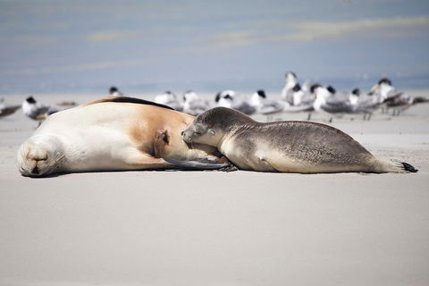 Kangaroo Island Luxury Small Group 'Island Life' Full Day Tour - Sydney Tourism 5