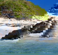 Dolphin Penguin and Sea Lion Cruise - Sydney Tourism