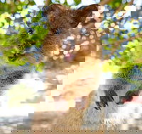 Discover Rottnest with Ferry  Bus Tour from Perth or Fremantle - Sydney Tourism