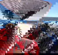 Adventure Rottnest Tour with Ferry  Adventure Cruise from Perth or Fremantle - Sydney Tourism