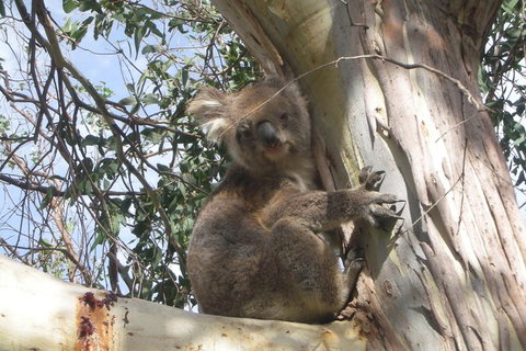 Small-Group Great Ocean Road Classic Day Tour From Melbourne - Sydney Tourism 1