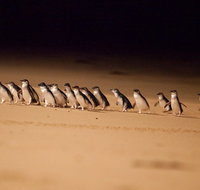 Phillip Island Penguin Parade Express Tour from Melbourne - Sydney Tourism