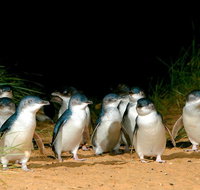 Puffing Billy Moonlit Sanctuary  Penguins Day Tour - Sydney Tourism