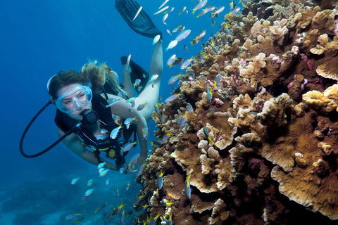 Great Barrier Reef Diving And Snorkeling Cruise From Cairns - Sydney Tourism 1