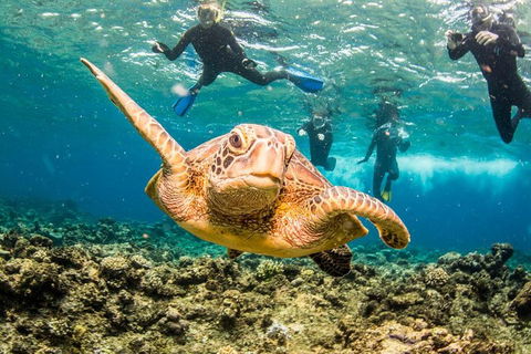 Great Barrier Reef Diving And Snorkeling Cruise From Cairns - Sydney Tourism 3
