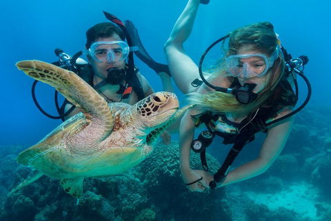 Great Barrier Reef Diving And Snorkeling Cruise From Cairns - Sydney Tourism 4