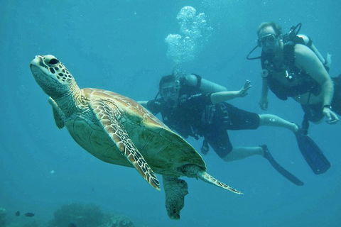 Ocean Freedom Great Barrier Reef Personal Luxury Snorkel & Dive Cruise, Cairns - Sydney Tourism 4