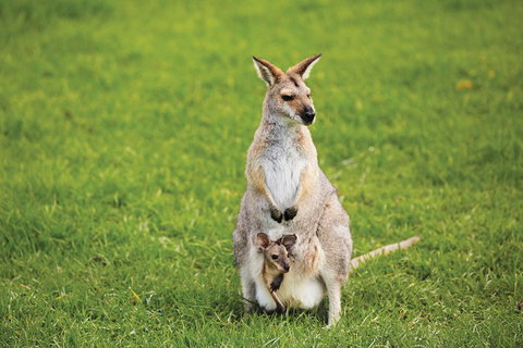 Full-Day Small-Group History And Heritage Tour Of Brisbane City - Sydney Tourism 4