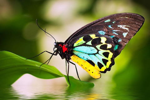 Australian Butterfly Sanctuary - Sydney Tourism 4