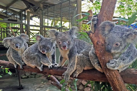 Kuranda Rainforestation & Kuranda Scenic Rail - Sydney Tourism 5