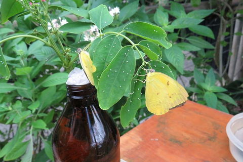 Australian Butterfly Sanctuary- Virtual Interactive Tour With Private Guide - Sydney Tourism 0