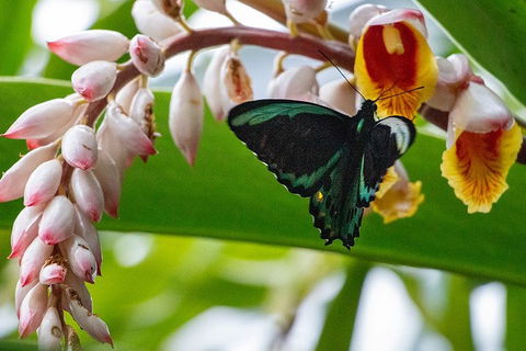 Australian Butterfly Sanctuary- Virtual Interactive Tour With Private Guide - Sydney Tourism 2