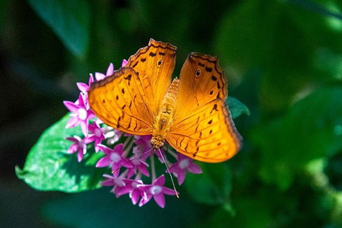Australian Butterfly Sanctuary- Virtual Interactive Tour With Private Guide - Sydney Tourism 3