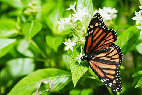 Australian Butterfly Sanctuary- Virtual Interactive Tour With Private Guide - Sydney Tourism 4