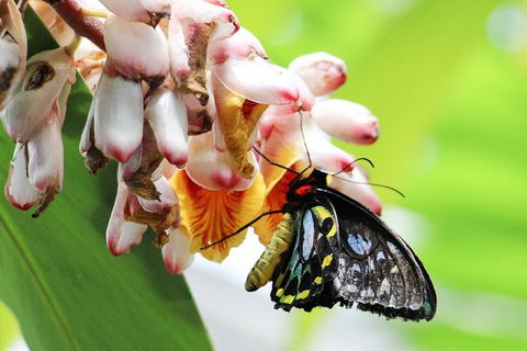 Australian Butterfly Sanctuary- Virtual Interactive Tour With Private Guide - Sydney Tourism 5