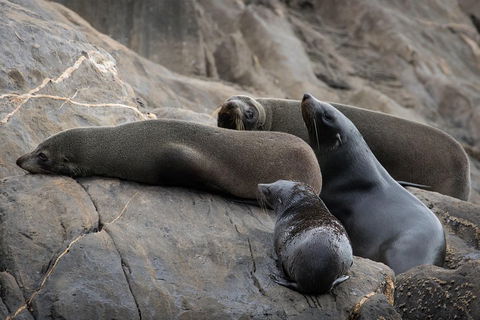 Kangaroo Island Ocean Safari - Snorkeling Safari - Sydney Tourism 0