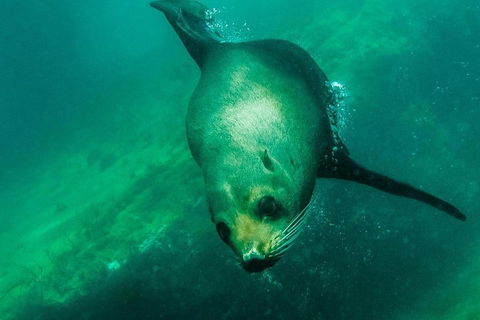 Kangaroo Island Ocean Safari - Snorkeling Safari - Sydney Tourism 1
