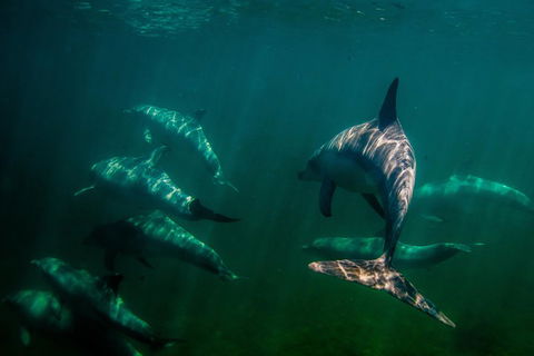Kangaroo Island Ocean Safari - Snorkeling Safari - Sydney Tourism 2