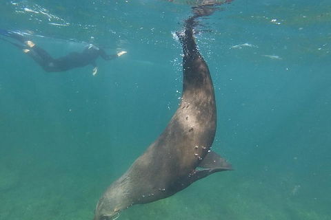 Kangaroo Island Ocean Safari - Snorkeling Safari - Sydney Tourism 3