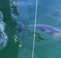 Dolphin Cruise from Adelaide with Optional Dolphin Swim