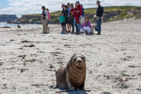 Kangaroo Island In A Day Tour From Adelaide - Sydney Tourism 0