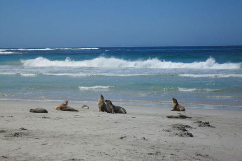 Kangaroo Island In A Day Tour From Adelaide - Sydney Tourism 1