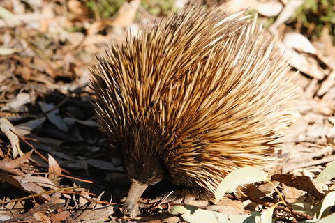 Kangaroo Island In A Day Tour From Adelaide - Sydney Tourism 2