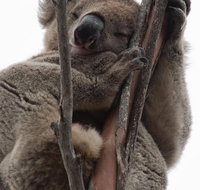 2-Day Kangaroo Island 4WD Small-Group Tour from Adelaide