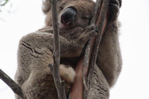 2-Day Kangaroo Island 4WD Small-Group Tour From Adelaide - Sydney Tourism 0