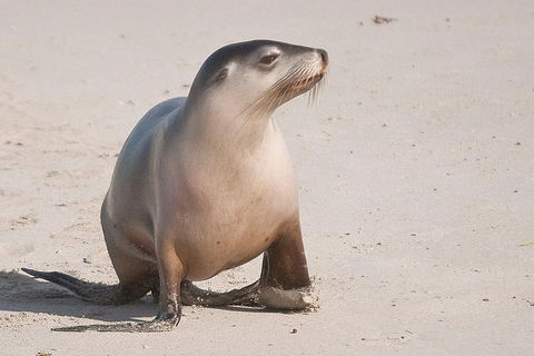 2-Day Kangaroo Island 4WD Small-Group Tour From Adelaide - Sydney Tourism 4